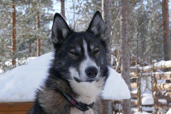 Sled Trip With Husky in the Alta Valley - Good To Know