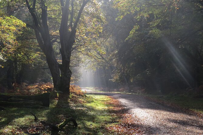 Small-Group New Forest Discovery Walk From Lyndhurst - Good To Know