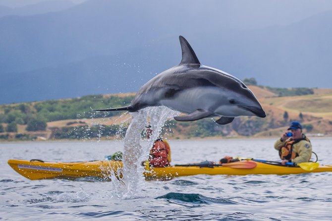 Sunset Evening Kayaking Tour - Kaikoura - Key Points