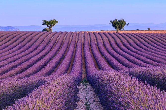 Sunset Lavender Tour in Valensole With Pickup From Marseille - Key Points