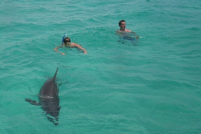 Swim With the Dolphins Boat Tour in Panama City Beach