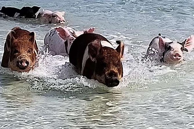 Swim With the Pigs / West End Experience - Key Points