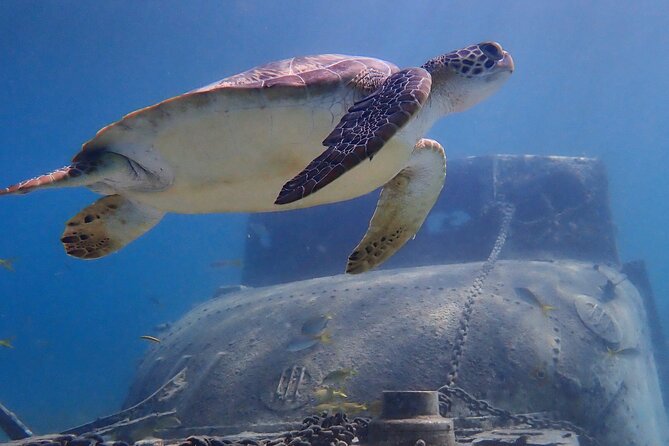 Swim With Turtles - Key Points