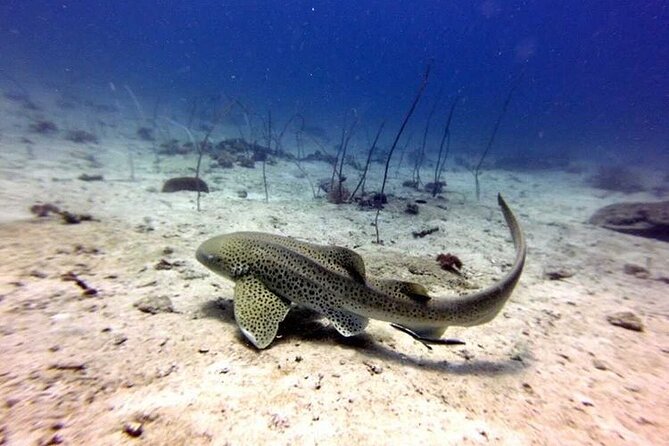 Two Fun Dives With Certified Divers on Phi Phi Island - Key Points