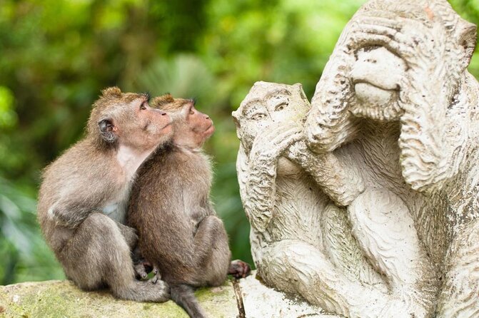 Ubud Monkey Forest, Holy Water Temple & Hot Springs Tours - Key Points