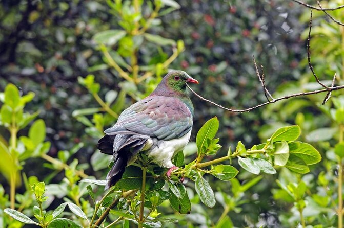 Ulva Island Explorer From Stewart Island - Key Points