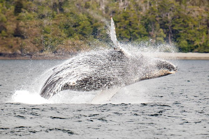 Whale and Glacier Watching From Punta Arenas Francisco Coloane Park - Key Points