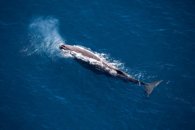 Whale Watching Ultimate Adventure Tour Kaikoura 1 Hour 20 Min - Key Points