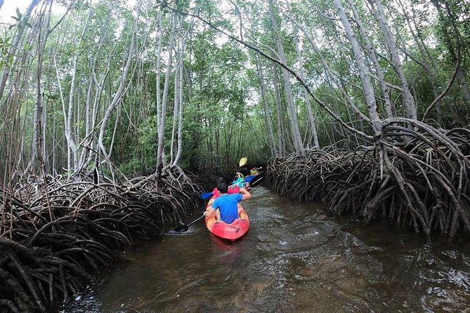 1 Hour Mangrove Tour From Lembongan With Kayak, Paddle, or Boat - Good To Know