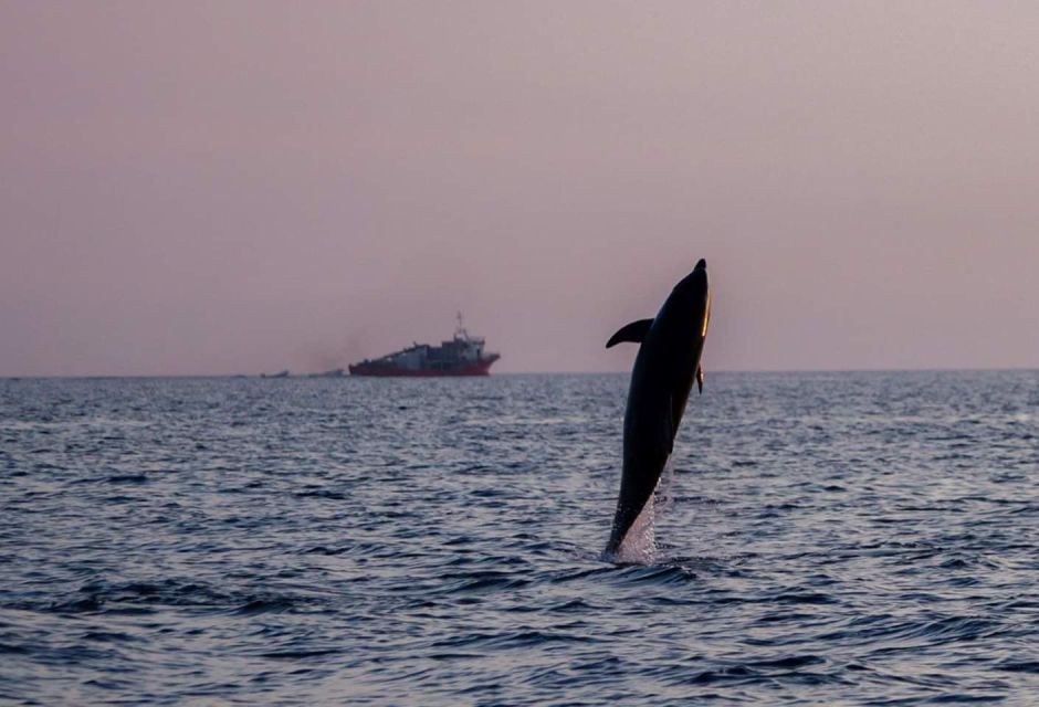 Brijuni Islands: Sunset & Dolphins Private Boat Tour - Sunset and Dolphin Viewing