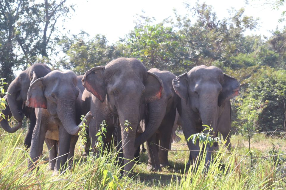 Siem Reap: Small Group Tour of Kulen Elephant Forest - Tips for Your Visit