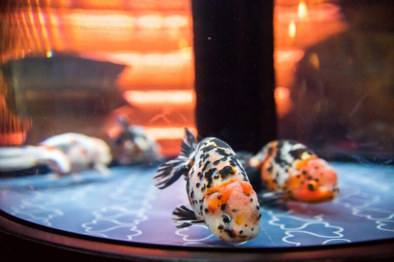 Sumida Aquarium Admission Ticket - Admission Process Overview