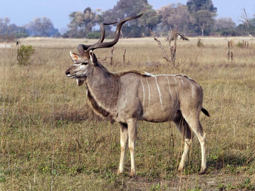 1/2 Day Phezulu Safari Tour From Durban - About the Tour