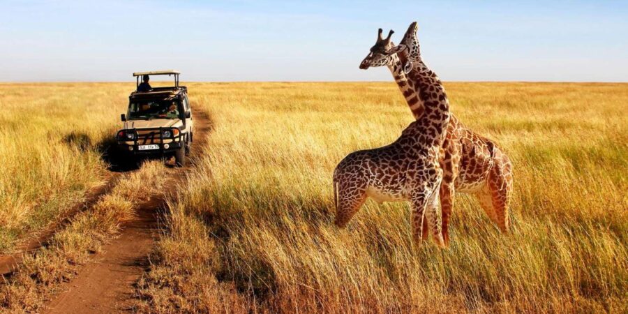 1/2 Day Safari From Durban – Private Tour