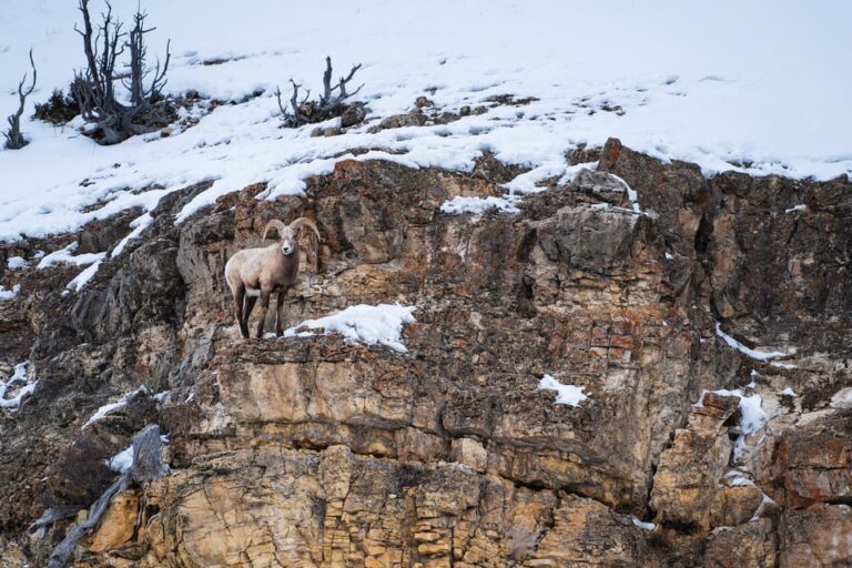 3 Day Wildlife Photography Tour in Yellowstone National Park