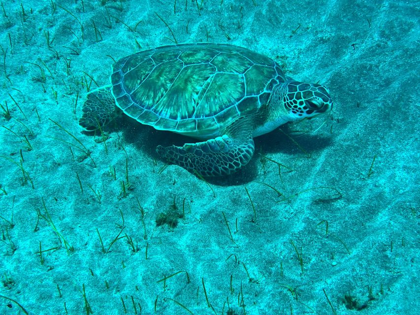 Abades: Guided Snorkeling Tour With Photos - Tour Overview