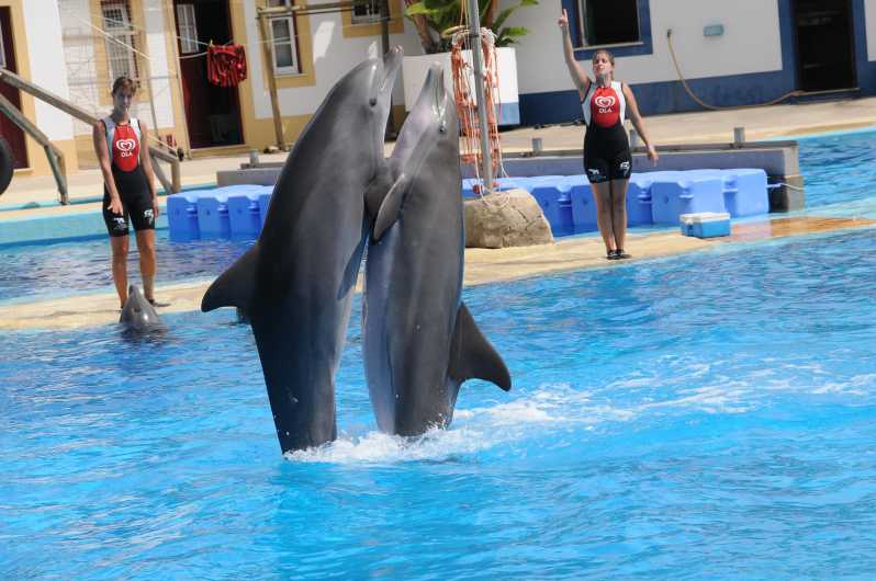 Alanya: Dolphin and Sea Lion Show at Sealanya Dolphin Park - Overview of Sealanya Dolphin Park