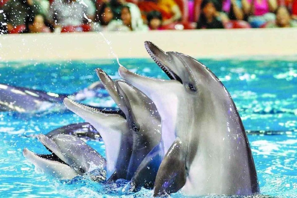 Alanya: Dolphin and Seal Show Ticket With Hotel Transfers - Ticket Pricing and Cancellation Policy