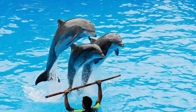 Alanya: Dolphin Park Transfers Service From All Locations - Inclusions and Pricing