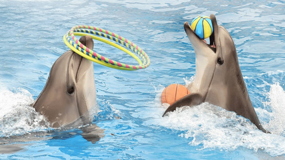 Alanya: Dolphin Park Transfers Service From All Locations - Detailed Tour Itinerary