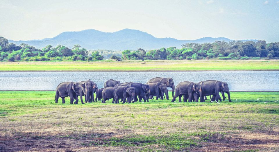 All-Inclusive Minneriya National Park Afternoon Safari - Safari Overview