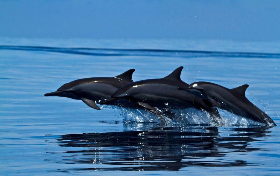 All Inclusive Mirissa Morning Whale Watching Boat Tour - Overview of the Tour