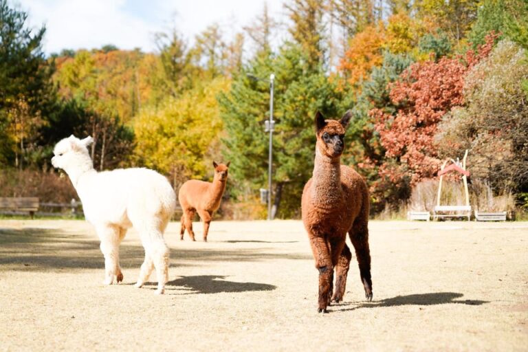 Alpaca World + Garisan FULL Course Zipwire