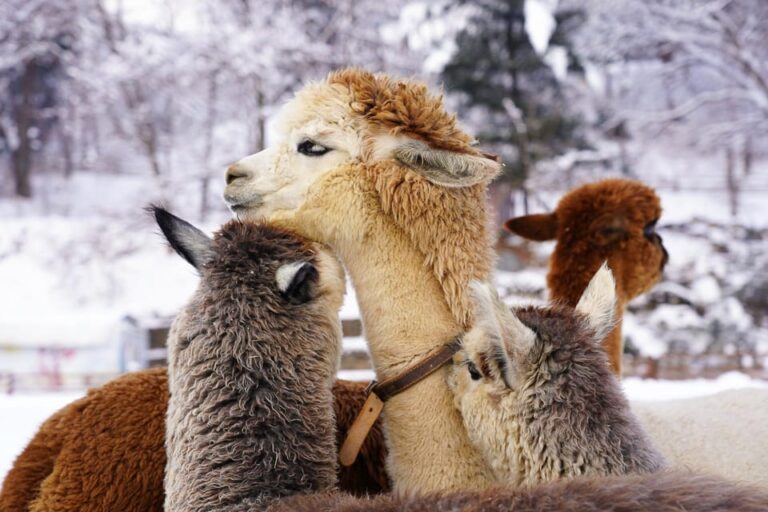 Alpaca World & Rail Bike & Chuncheon Ice Valley Waterfall