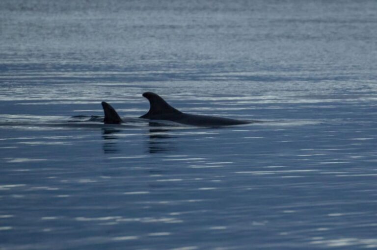 Alta Fjord: Private Whale Watching Tour