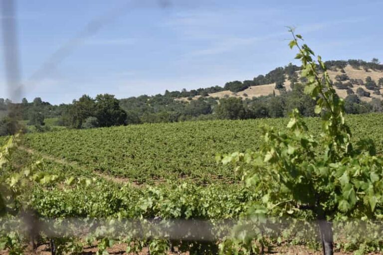 Amador County Wine Tasting Tour Private Tour 1 To 14 Group