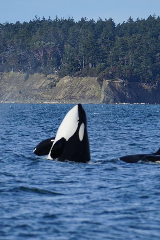 Anacortes: Whale and Orca Boat Tour Near Seattle - Tour Overview and Pricing