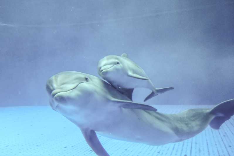 Aquarium of Genoa: Private Tour in Italian (2:30 PM) - Tour Details