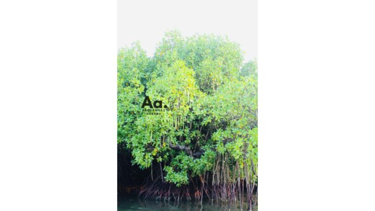 Arugambay: Mangrove Watching in Pottuvil Lagoon