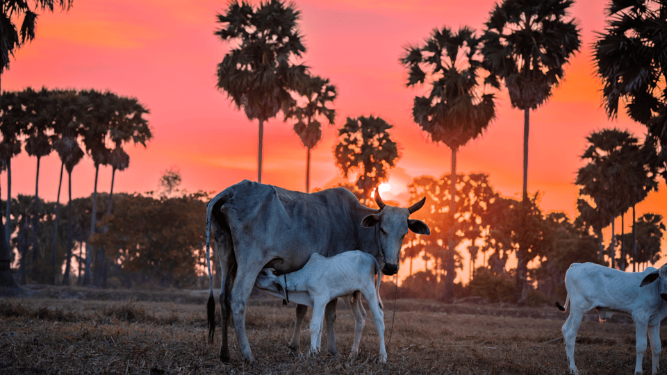 Authentic Siem Reap: Tuk Tuk Countryside and Sunset Tour - Tour Overview and Pricing