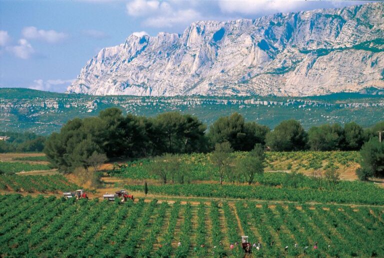 Avignon: Full-Day Wine Tour Around Châteauneuf-Du-Pape