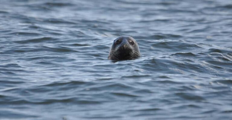 Baabe on Rügen: Seal-Spotting Cruise in the Baltic