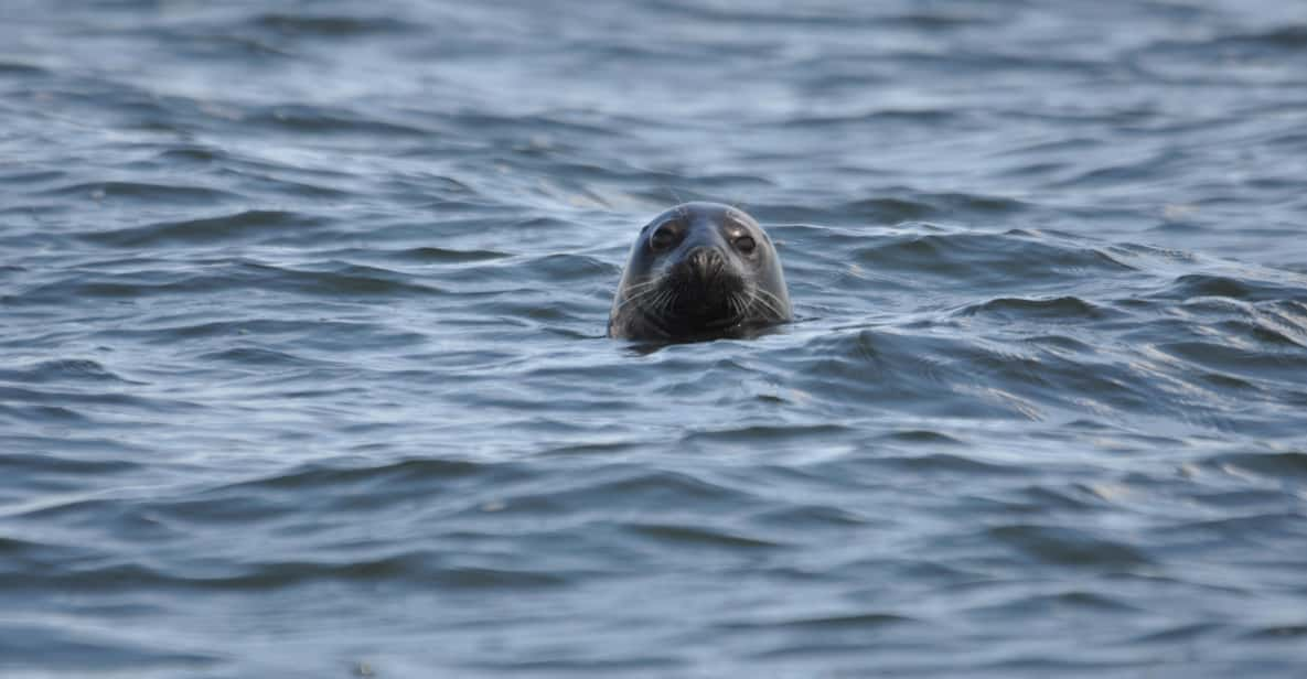 Baabe on Rügen: Seal-Spotting Cruise in the Baltic - Activity Overview