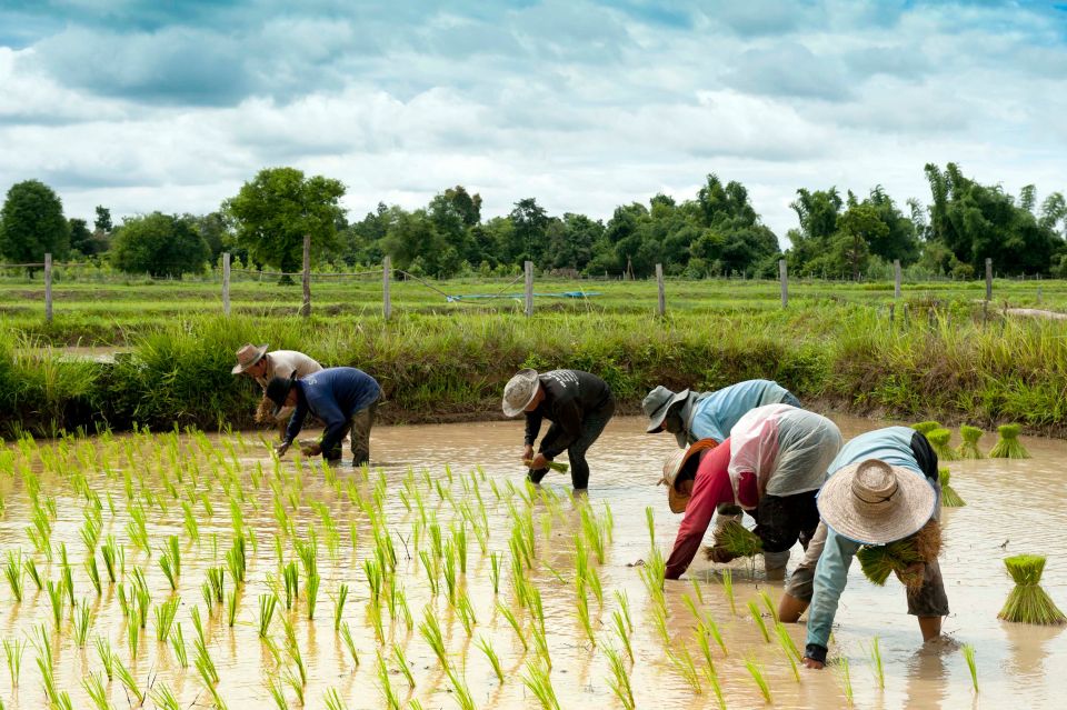 Back to Basics: Siem Reap Village Tour in Cambodia - Tour Overview and Pricing