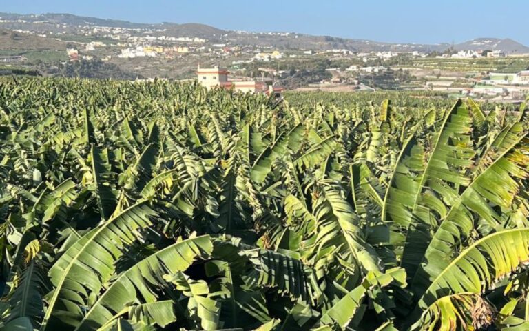 Banana, Wines & Rum Taste – Premium Tour in Gran Canaria