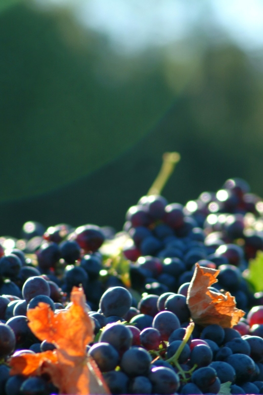 Bandol and Cassis: Full Day Wine Tour From Marseille