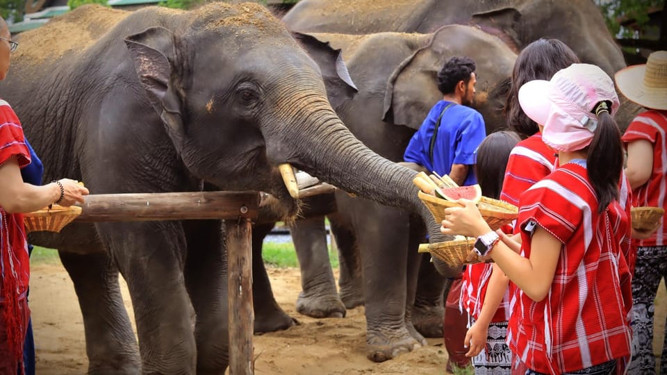 Bangkok Elephant Park: HD Elephant Experience (No Transfers) - Activity Overview