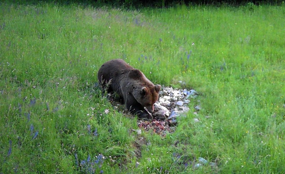 Bear Watching Slovenia With Ranger and Local Guide - Overview of the Experience