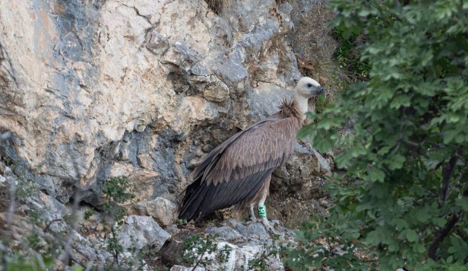 Beli - Griffon Vultures Bird Watching Boat Trip - Tour Overview