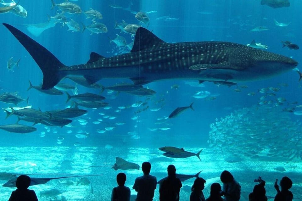 Best of Istanbul Aquarium Tour With Ticket & Hotel Transfer - Overview of the Tour