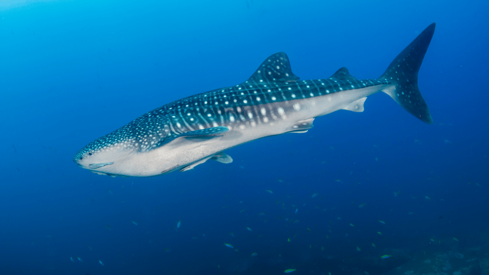 Bicol Philippines: Donsol Sorsogon Whale Shark Interaction - Discovering Donsols Coastal Beauty