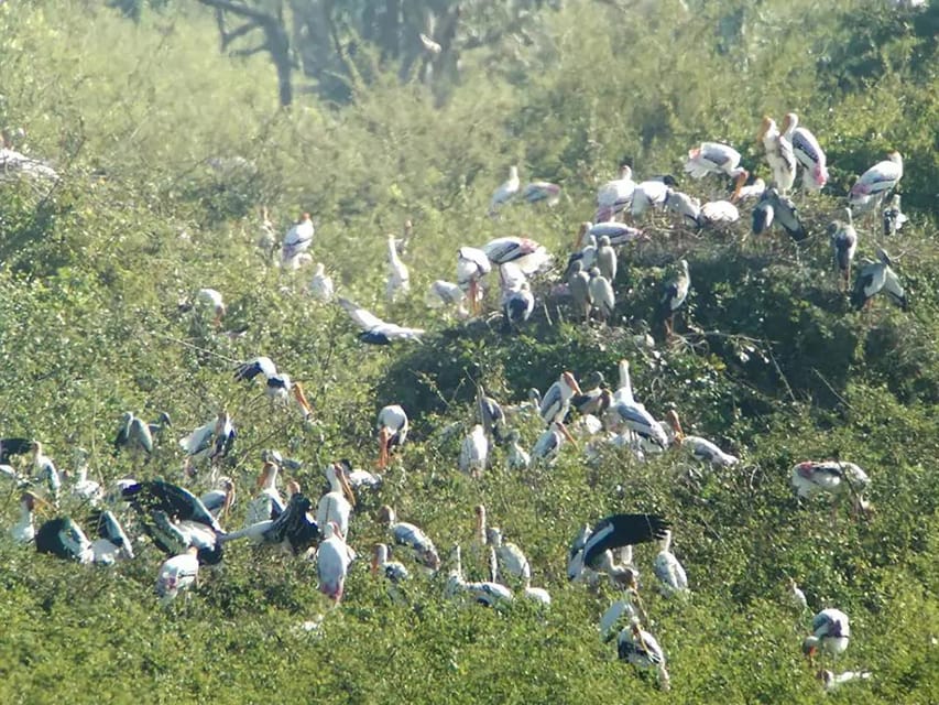 Bird Watching at Prek Toal Tonlé Sap Lake Biosphere Reserve - Overview of the Tour