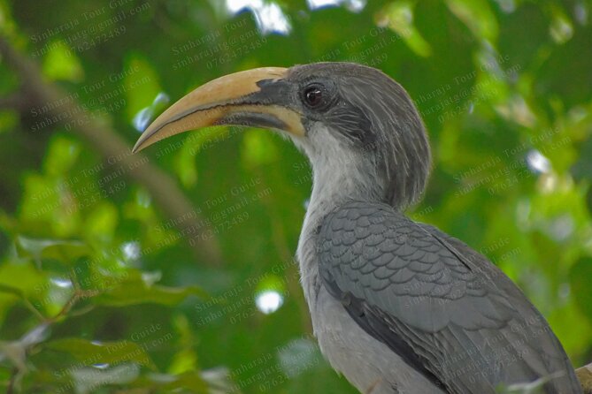 Bird Watching Tours in Sinharaja Rain Forest - Tour Itinerary and Highlights