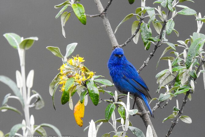 Birdwatching Tour in Cajas National Park From Cuenca - Tour Overview