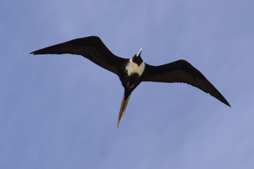 Boa Vista: Bird Watch Expedition in Natural Environment - Activity Overview