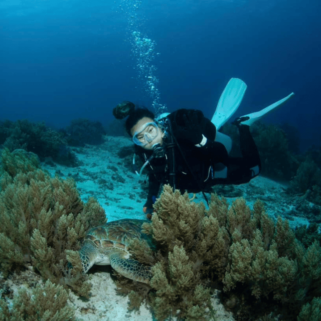 Bohol: Fun Dive Experience at Balicasag Island - Dive Inclusions and Highlights